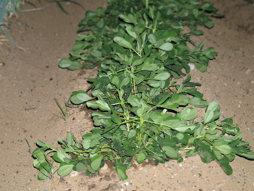 f0208666_1428970.jpg