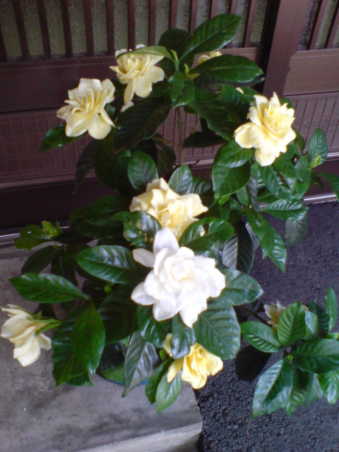 くちなしの花に異変が!?_d0182179_18553680.jpg
