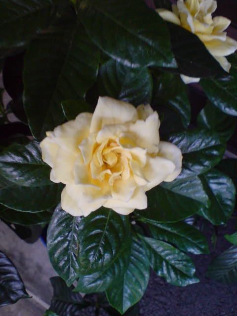 くちなしの花に異変が!?_d0182179_18562282.jpg
