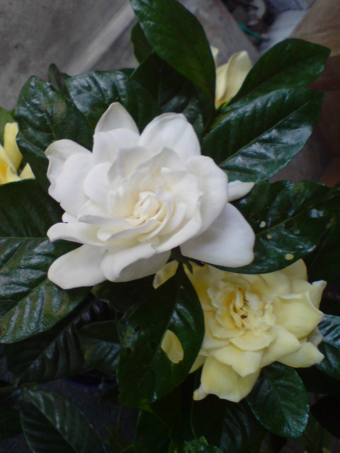 くちなしの花に異変が!?_d0182179_1914468.jpg