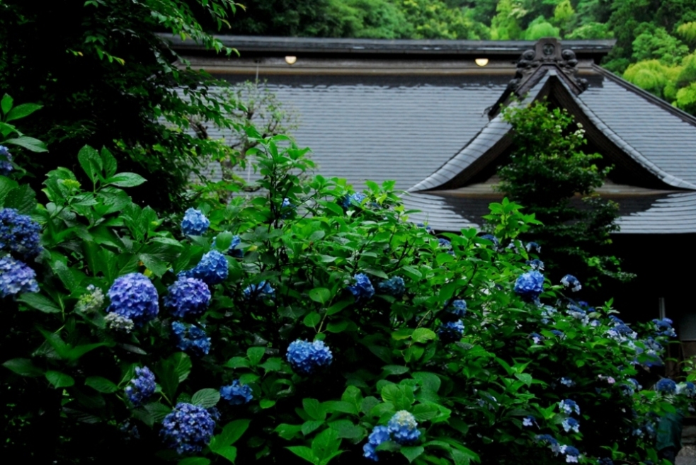 あじさい寺「箱根阿弥陀寺」_d0241981_9444452.jpg