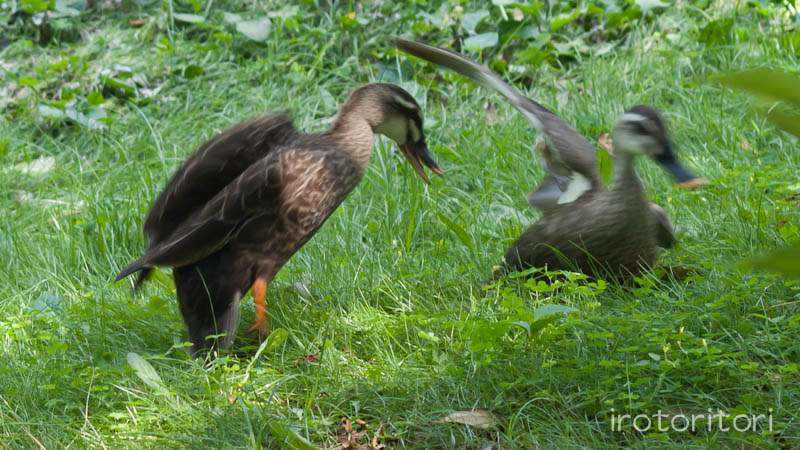 根川緑道　カルガモ　　2011/07/14_d0146592_22552458.jpg