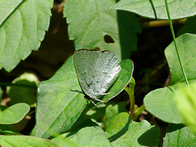 ウラギンシジミ（赤坂公園 2011/07/05撮影）_f0204094_22111588.jpg