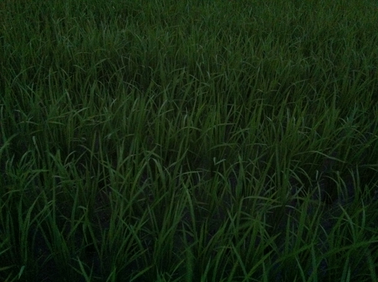 彼誰時_f0120395_6135537.jpg