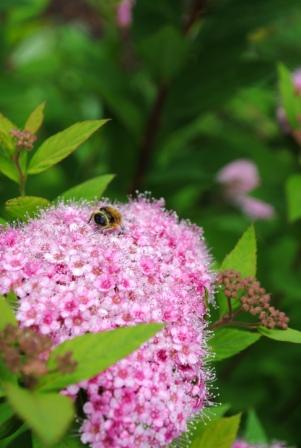 ６月深大寺　－湿度の多い時期は　虫もきのこも＾＾　－_e0148597_1632018.jpg