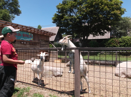 リゾナーレへの旅(3)―2日目、プール、動物と触れ合い&ピクニック_e0123104_7262824.jpg