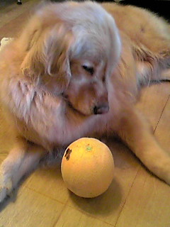 e0072606_18481383.jpg