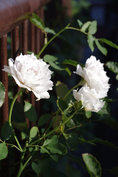 c0147909_7174118.jpg