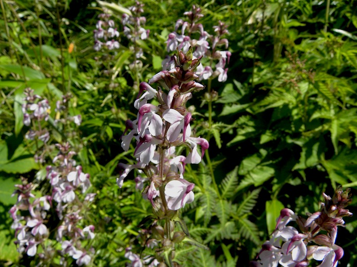 c0078410_8162969.jpg