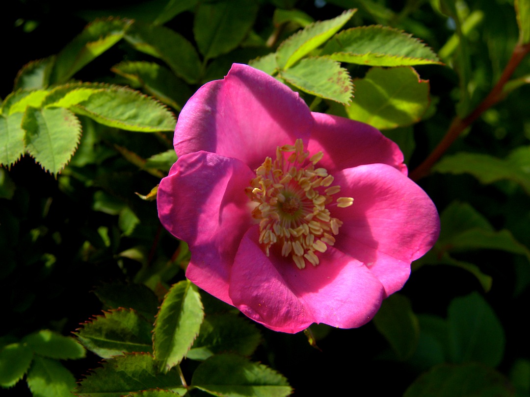 c0078410_8181868.jpg