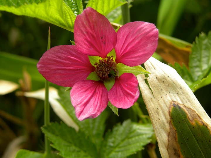 c0078410_8194422.jpg