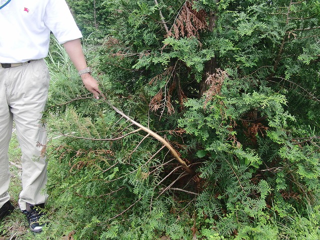 富士山本体とともに富士市の水源涵養などに大切な「内山財産」_f0141310_6283963.jpg