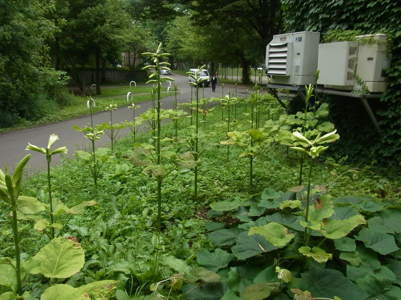 オオウバユリが大繁殖_c0025115_1923432.jpg