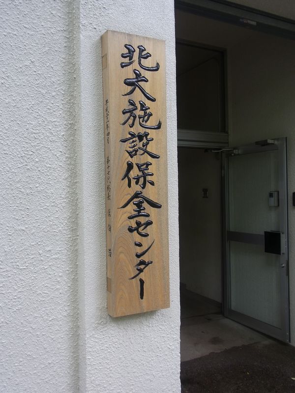 オオウバユリが大繁殖_c0025115_1923762.jpg
