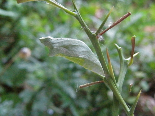 f0128316_19462460.jpg