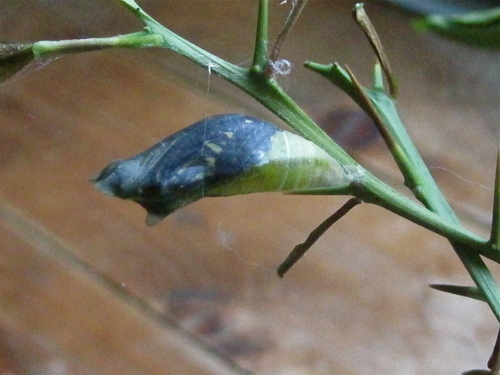 f0128316_19475289.jpg