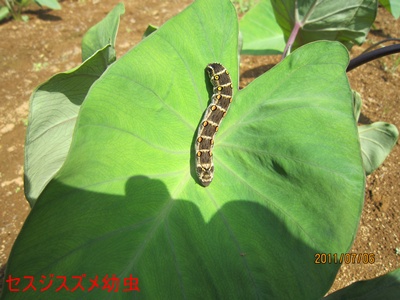 里芋に集るセスジスズメの幼虫 千葉県いすみ環境と文化のさとセンター