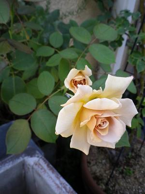 我が家のバラ・4_e0086738_1454775.jpg