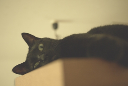 ぬけがら猫 のぇるろった編。_a0143140_22543469.jpg