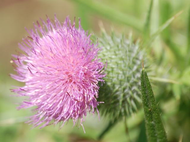 西洋鬼薊 セイヨウオニアザミ ポピュラーな花