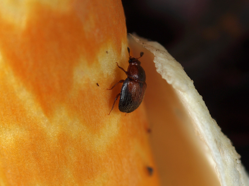 ルリオニカミキリ 標本