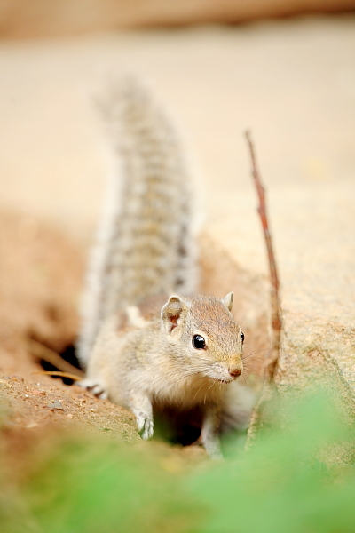 いったりきたり、、、クボン公園のリス_f0067150_11482234.jpg