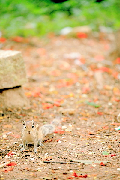いったりきたり、、、クボン公園のリス_f0067150_11504521.jpg