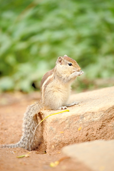 いったりきたり、、、クボン公園のリス_f0067150_11512720.jpg