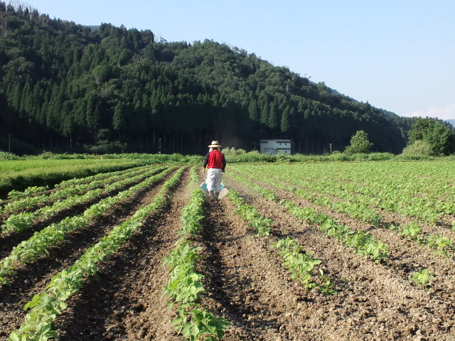 大豆の土寄せ_c0145453_172111100.jpg