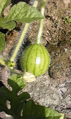 e0143667_13492549.jpg