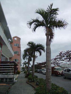 冬の沖縄おさんぽ旅2011 -Cafe Terrace NIRAI-_b0208577_11521981.jpg