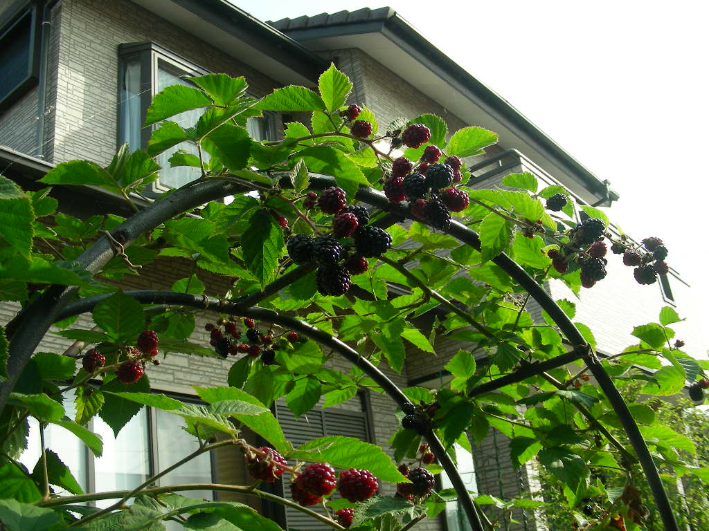 b0096584_16395085.jpg