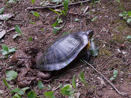 アカミミガメ ミドリガメ の産卵 花と葉っぱ
