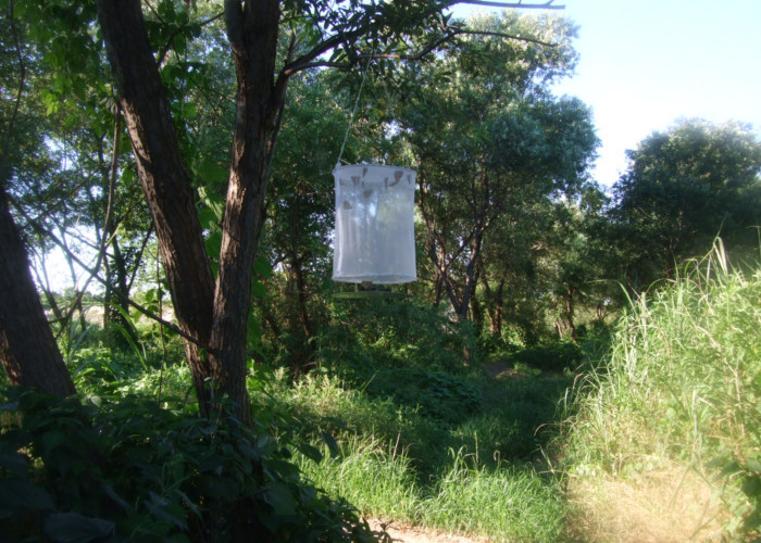 河原でバナナトラップ 蝶の写真が撮れたからブログで公開しよう