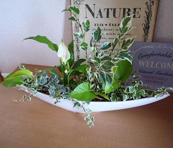 ハイドロカルチャーで観葉植物の寄せ植え March S Naturela Garden