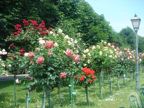 e0045908_535251.jpg