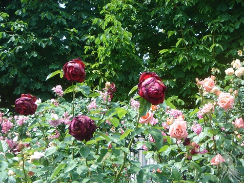 e0045908_5361880.jpg