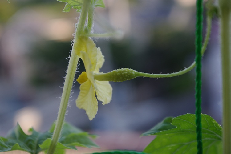 c0147909_9393695.jpg