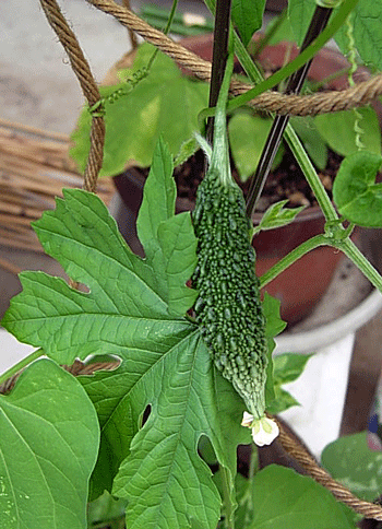 e0020214_0545132.gif