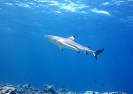 満月の日の海_a0043520_727266.jpg