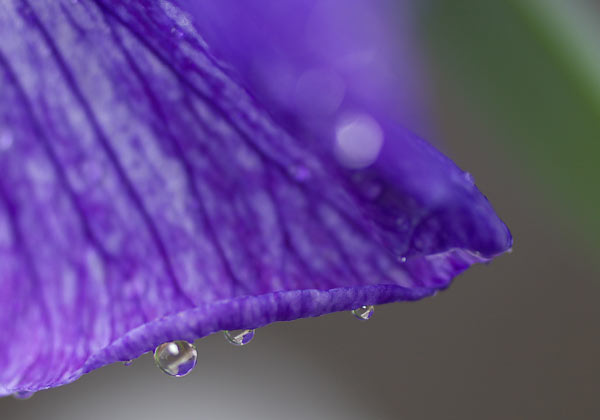 雨に咲く花菖蒲_e0001123_22253415.jpg