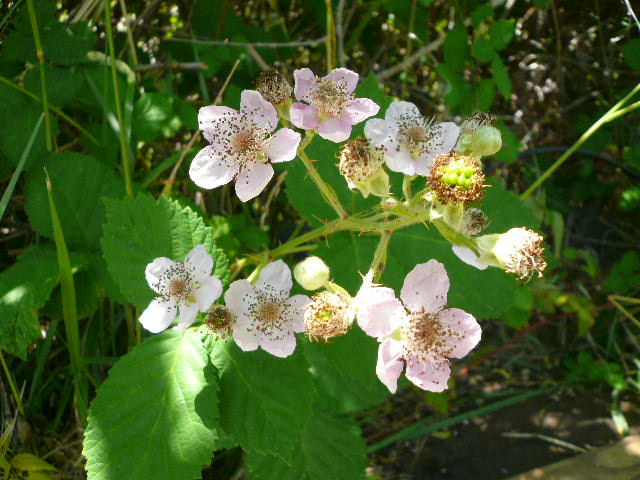 f0178525_62261.jpg