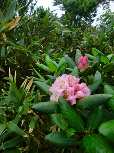 八甲田山（青森県）１　 田茂萢湿原～赤倉岳～井戸岳縦走　2011.7.10_d0130927_10323211.jpg