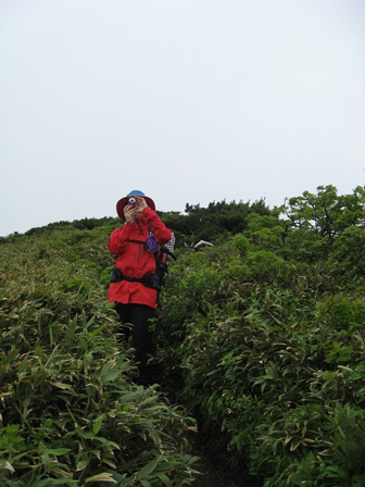 八甲田山（青森県）２　井戸岳～大岳ヒュッテ　2011.7.10_d0130927_1502134.jpg