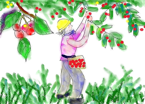 さくらんぼ狩り こまどり日記 さくらんぼ狩り こまどり日記