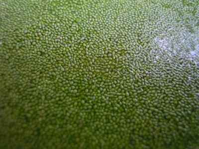 e0097534_11531864.jpg
