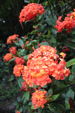 e0041337_1115975.jpg