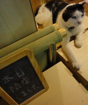 番猫_b0075140_156590.jpg