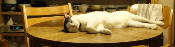 番猫_b0075140_9193455.jpg