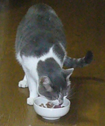 ポーカーフェイス_f0002743_1510339.jpg